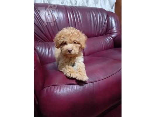 Maltipoo